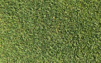 Artificial Turf Maintenance: The Ultimate Guide