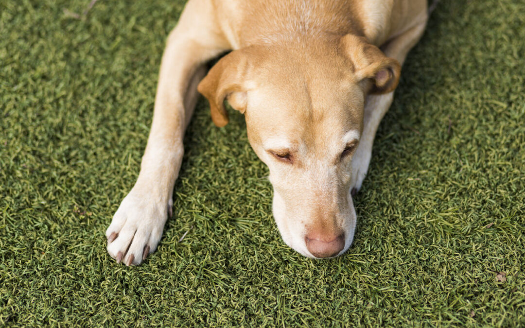 Grass Carpet for Pets: Creating a Comfortable, Safe, and Low-Maintenance Environment for Your Furry Friends